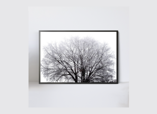 Stammbaum * Holz-Foto-Bild  40x60cm Kunst Fotografie Frost Wurzeln Familie Winter