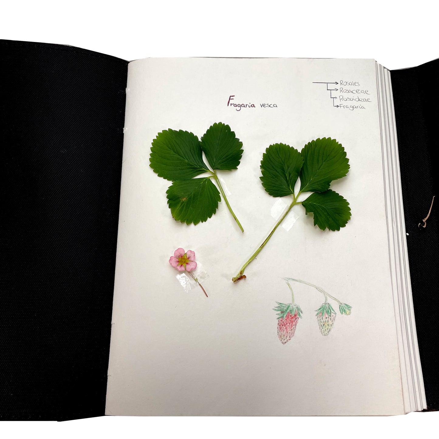 Albero genealogico Famiglia XXL Pelle Giorni- Nota- Schizzi- Libro degli ospiti Vintage India