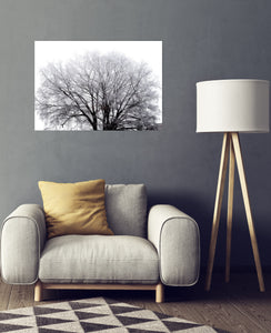 Tree of Wisdom * Canvas Print 40x60cm Art Photography Wall Picture Nature Ice Roots Family