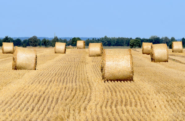 Carica l&#39;immagine nel visualizzatore della galleria, Strohballen * Leinwandbild 60x40cm Kunst Fotografie Natur Felder Land 
